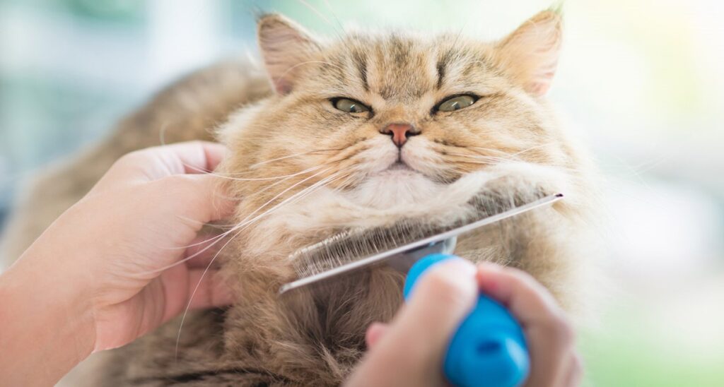 Як правильно доглядати за вовною кішок 16 grooming cats and dogs with a clipper 4
